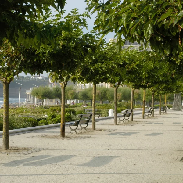 Morus alba 'Macrophylla' – Moraceae
