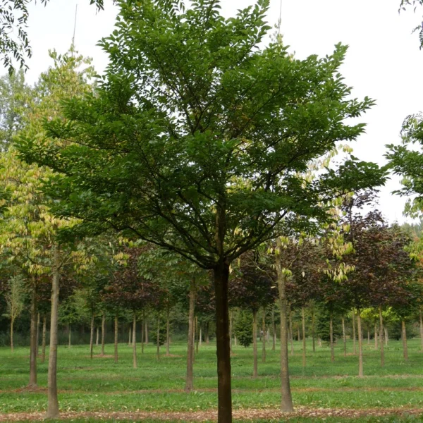 Morus alba 'Nana Issai' – Moraceae