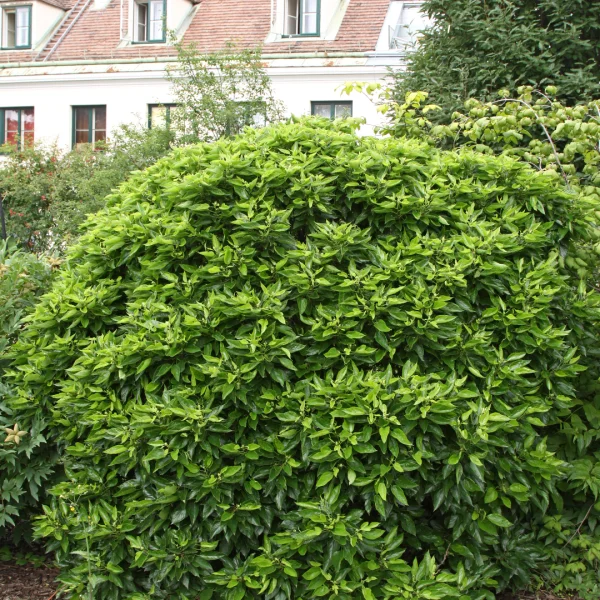 Morus alba 'Nana' – Moraceae