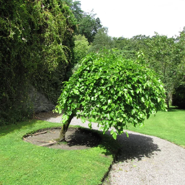 Morus alba 'Pendula' – Moraceae