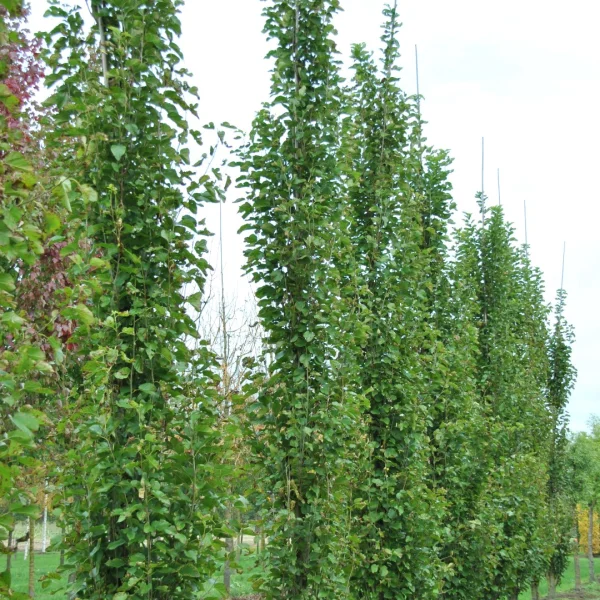 Morus alba 'Pyramidalis' – Moraceae