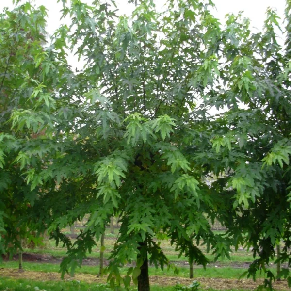 Morus digitata – Moraceae