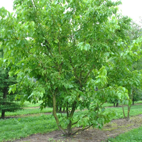 Morus latifolia 'Spirata' – Moraceae