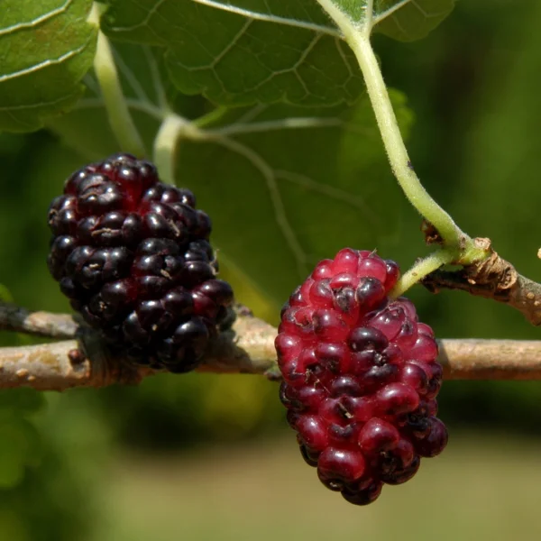 Morus nigra – Moraceae
