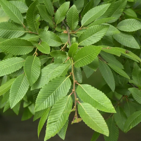 Nothofagus nervosa – Fagaceae