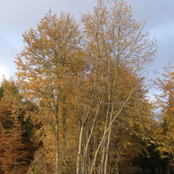 Nothofagus obliqua – Fagaceae