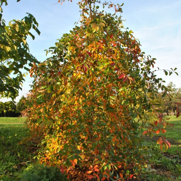Nyssa sylvatica 'Autumn Cascades' – Cornaceae
