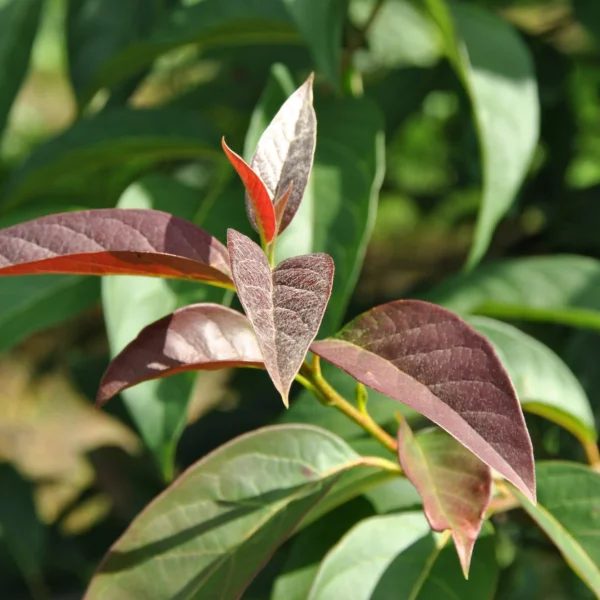 Nyssa sylvatica 'Red Red Wine' – Cornaceae