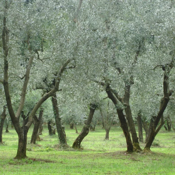 Olea europaea – Oleaceae