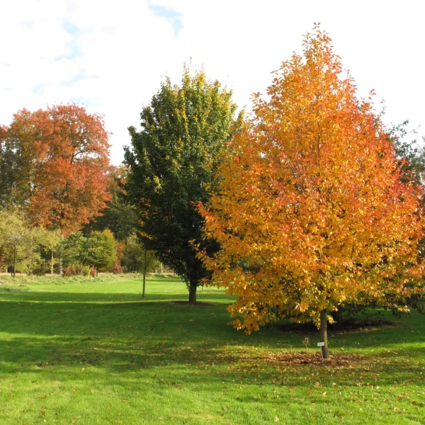 Nyssa sylvatica 'Wisley Bonfire' – Cornaceae