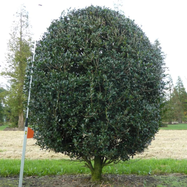 Osmanthus heterophyllus – Oleaceae