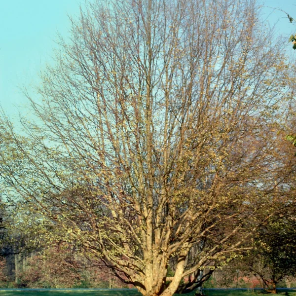 Ostrya virginiana – Betulaceae