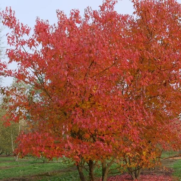 Acer tataricum subsp. ginnala – Aceraceae