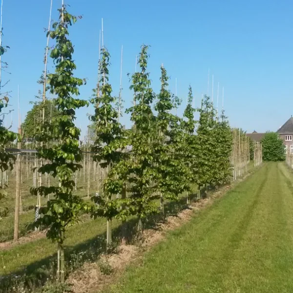 Parrotia persica 'Bella' – Hamamelidaceae