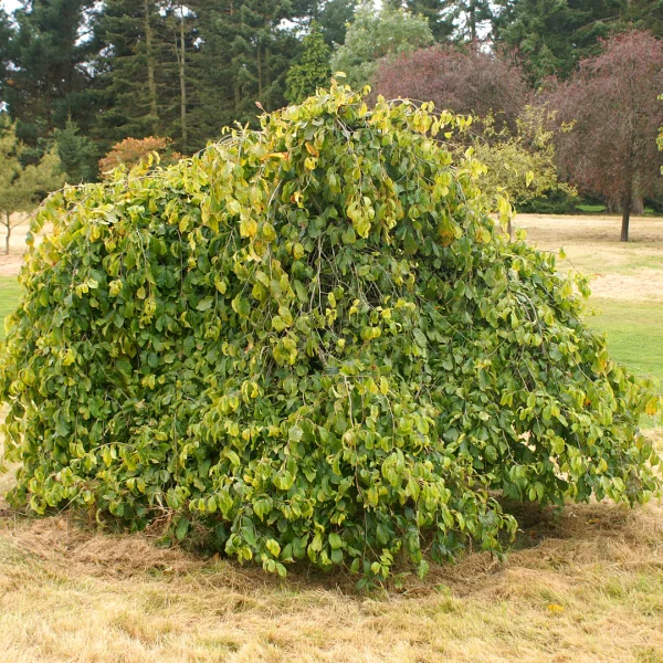 Parrotia persica 'Pendula' – Hamamelidaceae