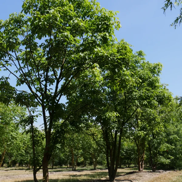 Acer triflorum – Aceraceae