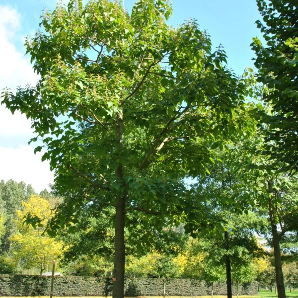 Paulownia elongata – Scrophulariaceae