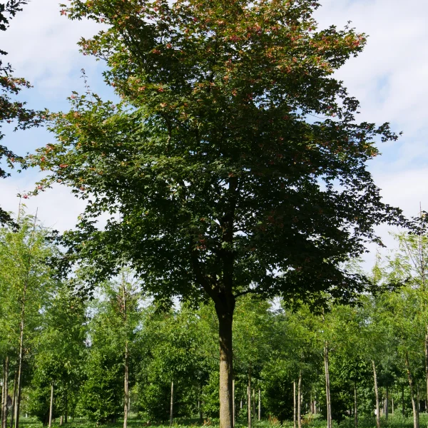 Acer ×zoeschense 'Annae' – Aceraceae
