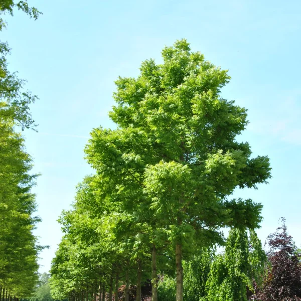 Phellodendron amurense var. lavallei – Rutaceae