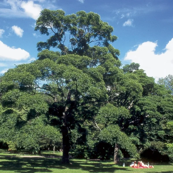 Phellodendron japonicum – Rutaceae