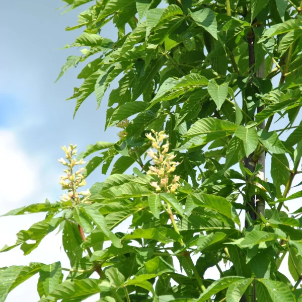 Aesculus 'Homestead' – Hippocastanaceae