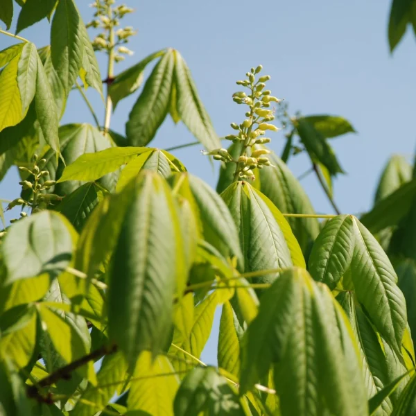 Aesculus ×bushii – Hippocastanaceae