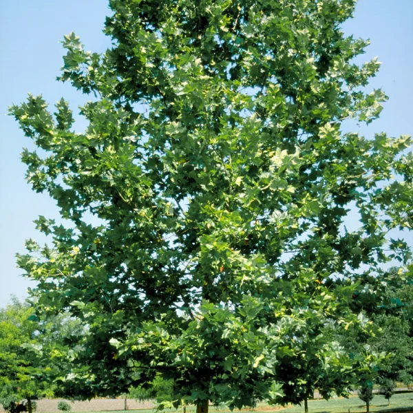 Platanus ×hispanica 'Bloodgood' – Platanaceae