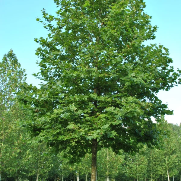Platanus ×hispanica 'Huissen' – Platanaceae