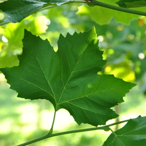 Platanus ×hispanica 'Louisa Lead' – Platanaceae