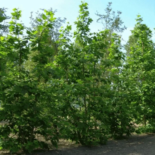 Platanus ×hispanica 'Liberty' – Platanaceae