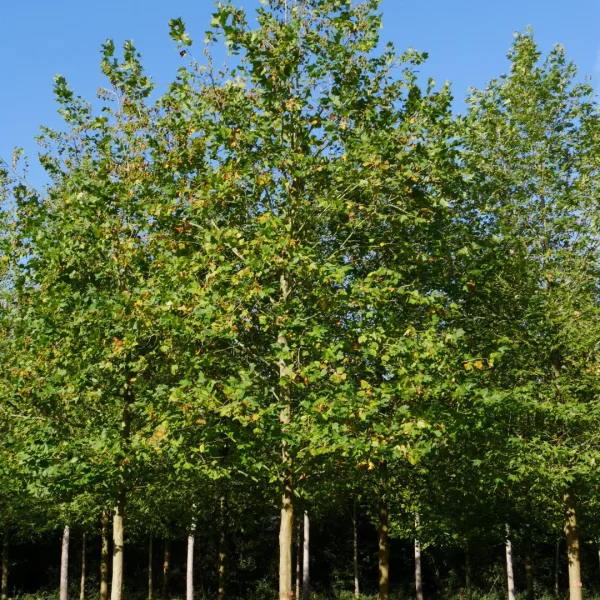 Platanus ×hispanica 'Mr X' – Platanaceae