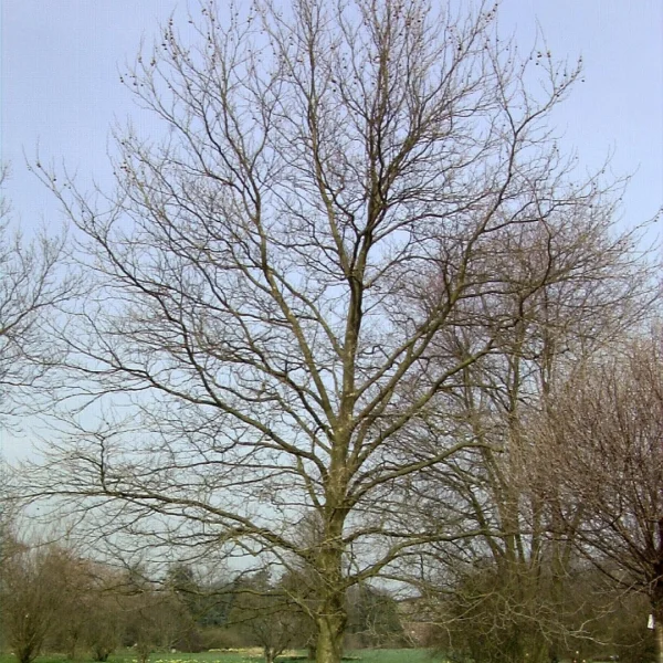 Platanus ×hispanica 'Pyramidalis' – Platanaceae