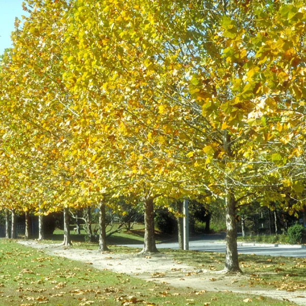 Platanus occidentalis – Platanaceae