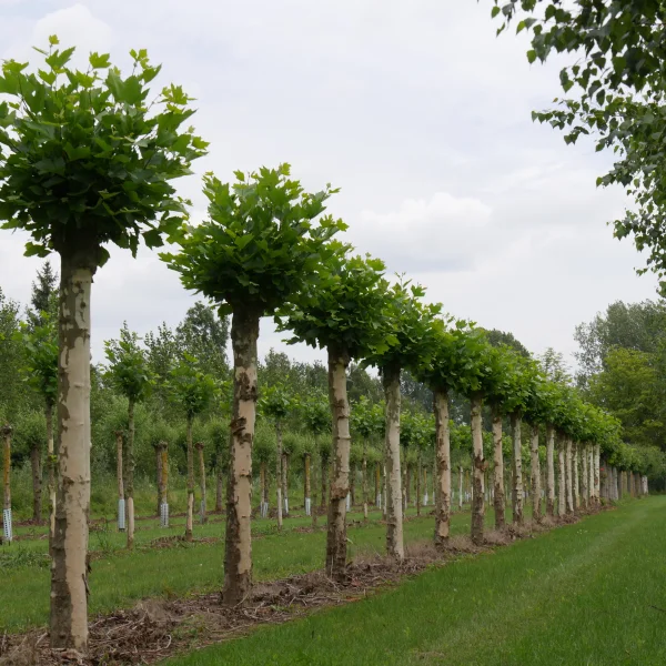 Platanus orientalis – Platanaceae