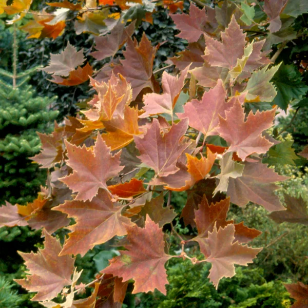 Platanus orientalis 'Mirkovec' – Platanaceae