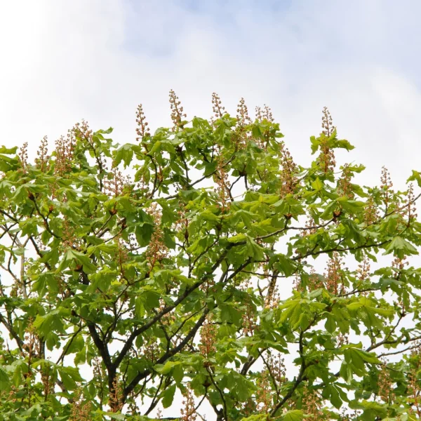 Aesculus ×carnea 'Plantierensis' – Hippocastanaceae