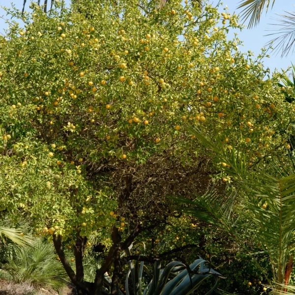 Poncirus trifoliata – Rutaceae