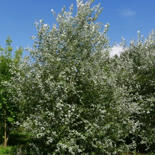 Populus alba – Salicaceae