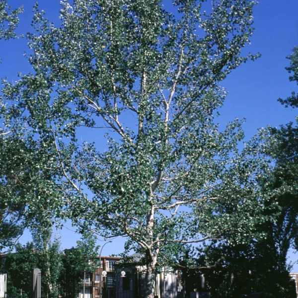 Populus alba 'Nivea' – Salicaceae