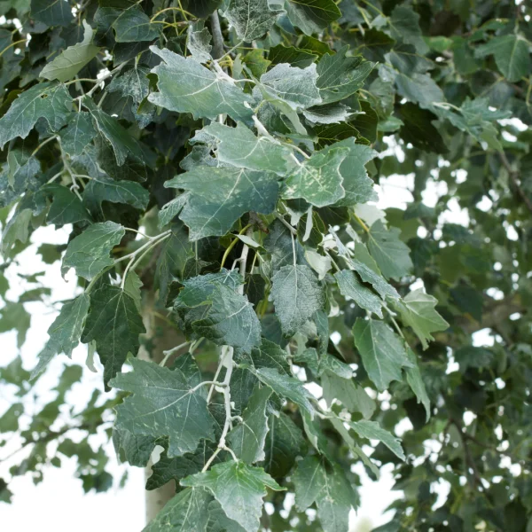 Populus alba 'Raket' – Salicaceae