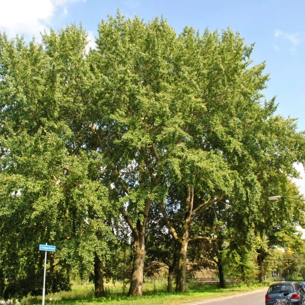 Populus ×canescens – Salicaceae
