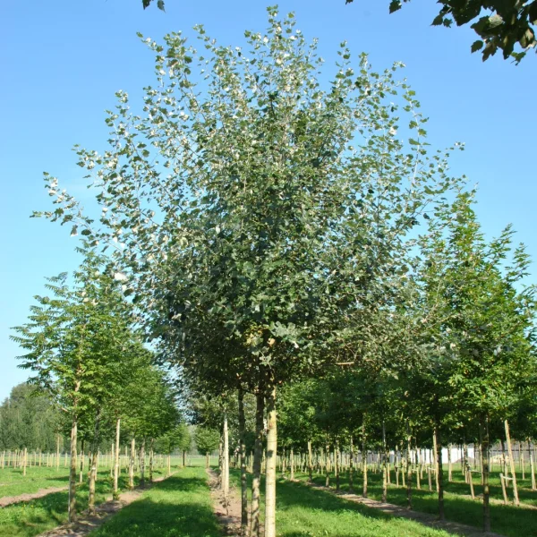 Populus ×canescens 'De Moffart' – Salicaceae
