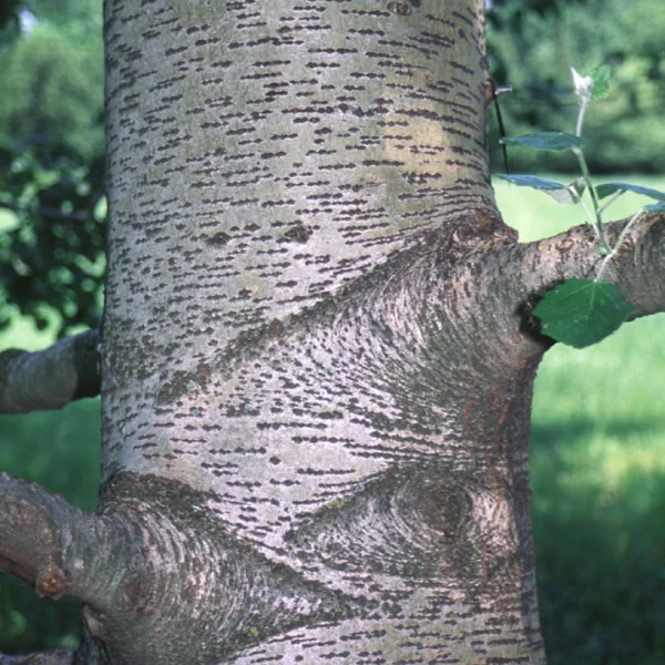 Populus ×canescens 'Enniger' – Salicaceae