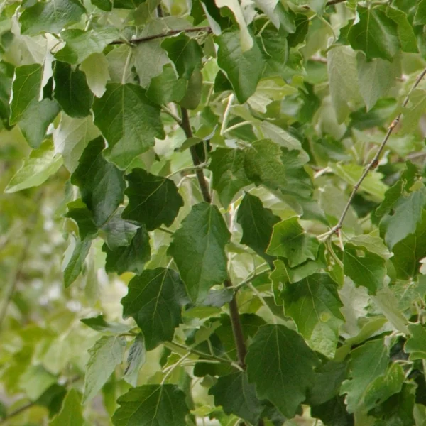 Populus ×canescens 'Honthorpa' – Salicaceae