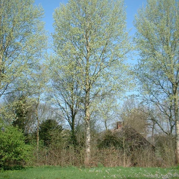 Populus ×canescens 'Schubu' – Salicaceae