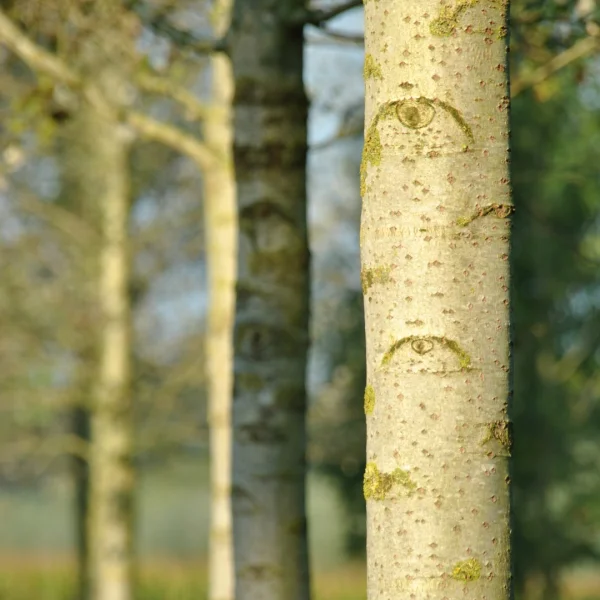 Populus ×canescens 'Witte van Haamstede' – Salicaceae