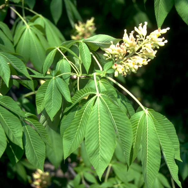 Aesculus flava – Hippocastanaceae