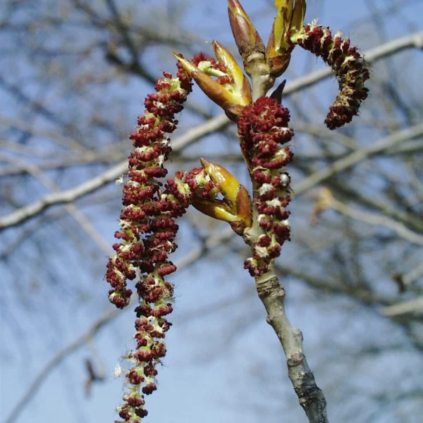 Populus ×canadensis 'Ellert' – Salicaceae