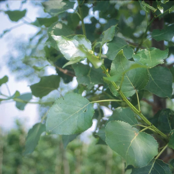 Populus ×canadensis 'Hees' – Salicaceae