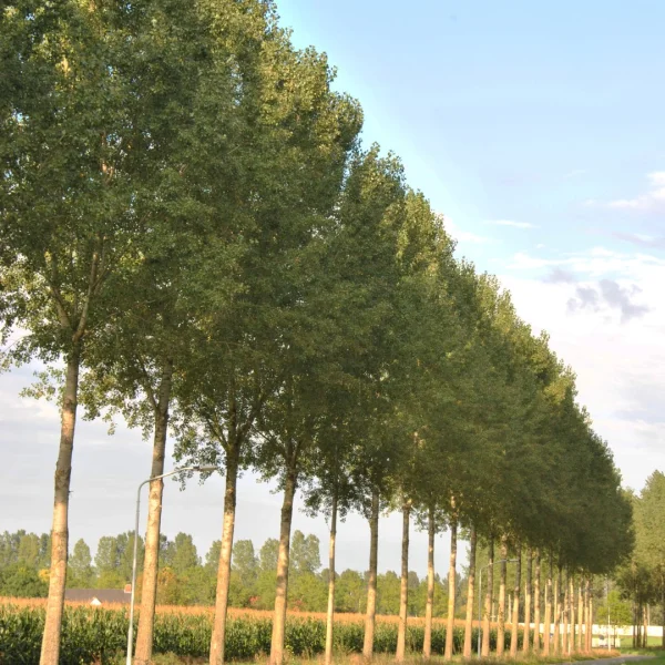Populus ×canadensis 'Koster' – Salicaceae